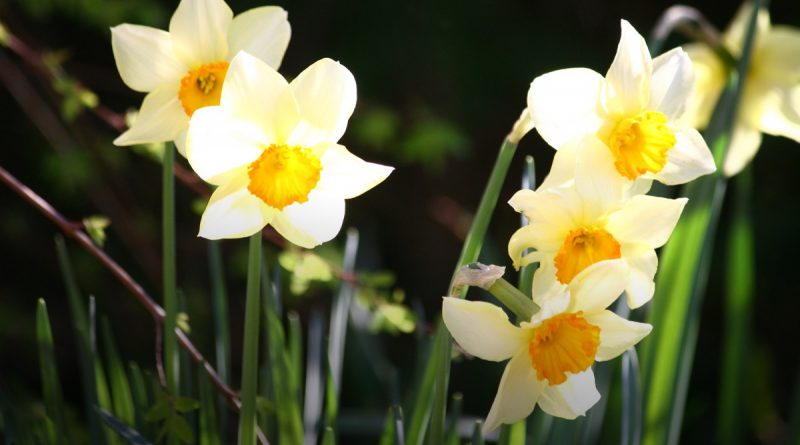 Narcisos de Pentecostés